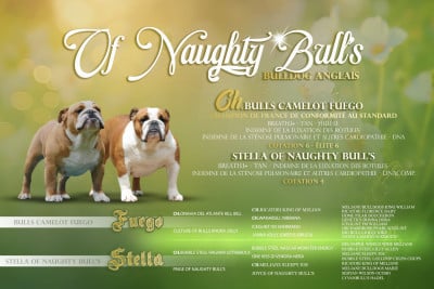 Of Naughty Bull's