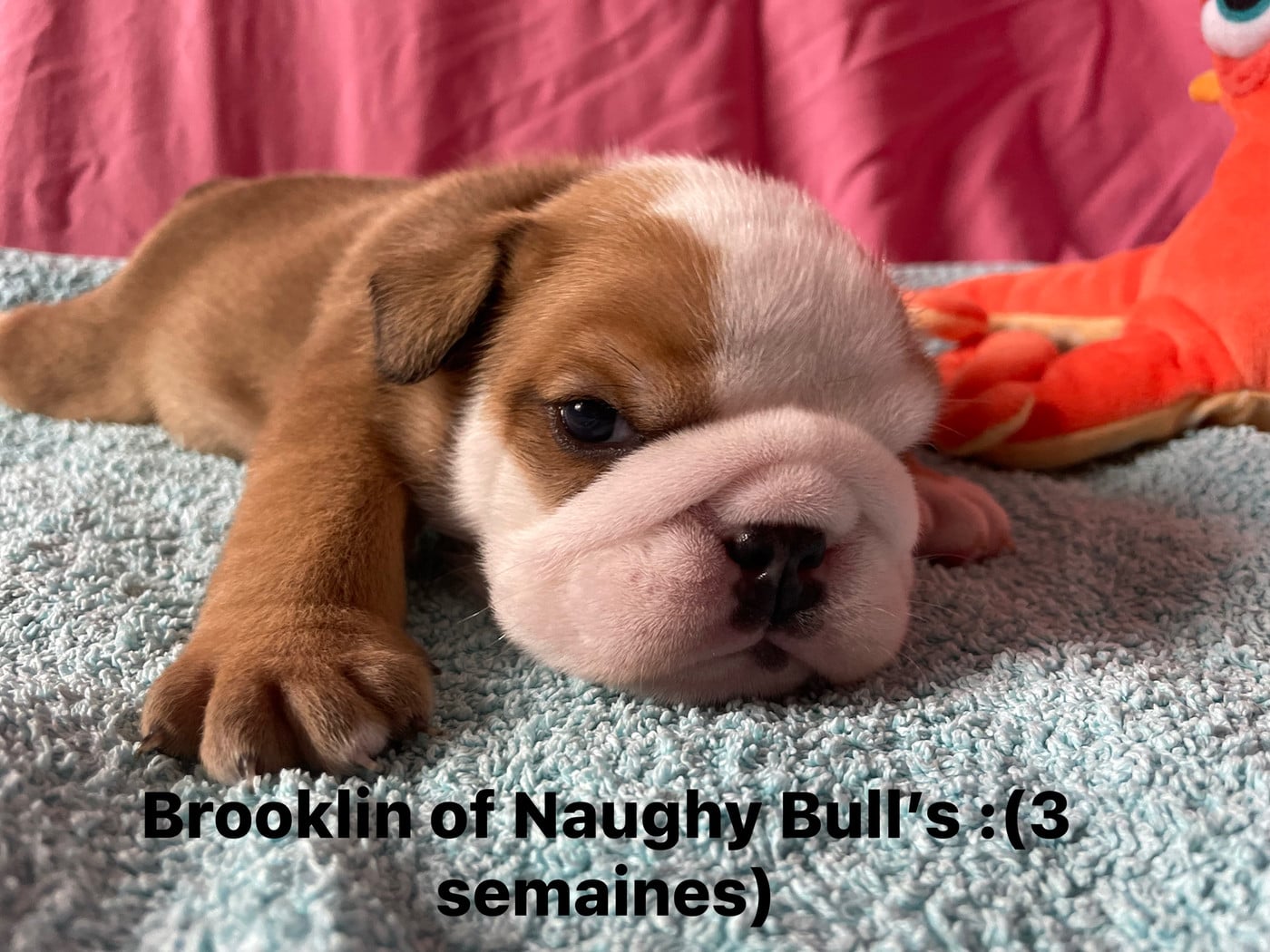 Brooklin