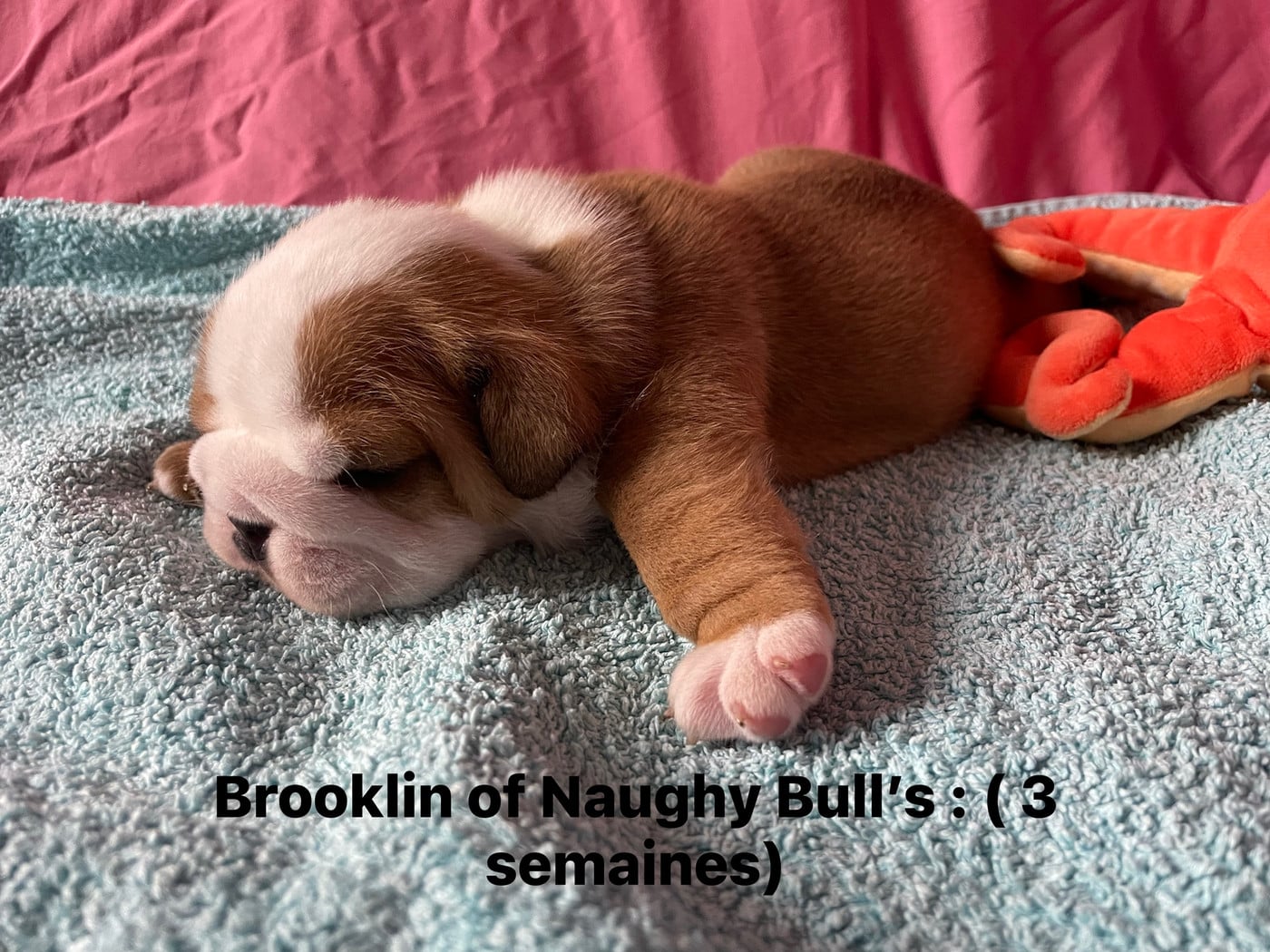 Brooklin