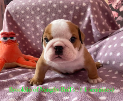 Les chiots de Bulldog Anglais