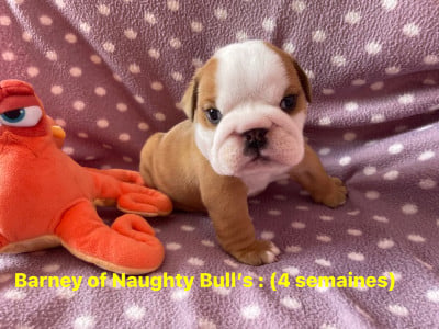 Les chiots de Bulldog Anglais