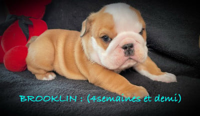 Les chiots de Bulldog Anglais