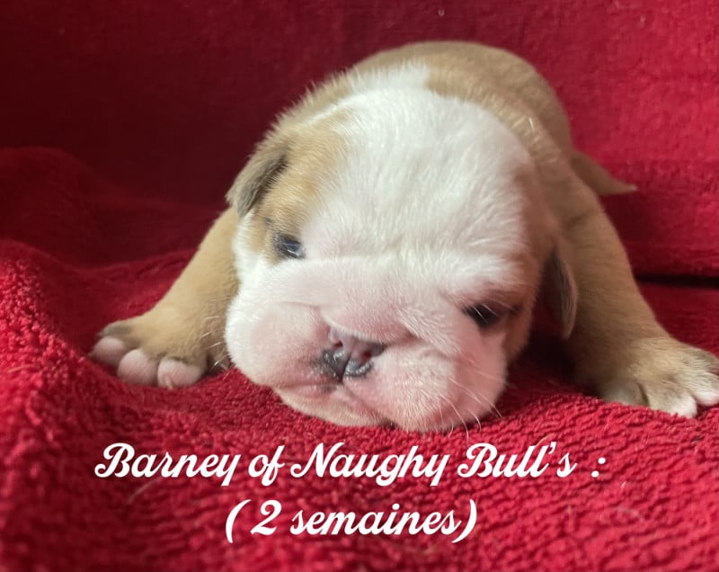 Bulldog Anglais - Of Naughty Bull's