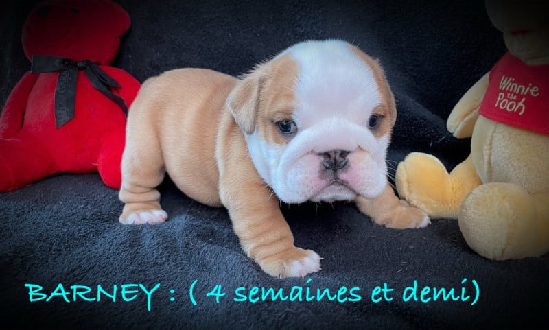Bulldog Anglais - Of Naughty Bull's