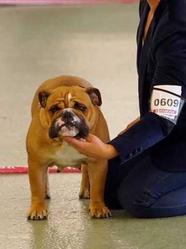 Lyvanbull's Hadel - 2eme exc Classe ouverte Femelle