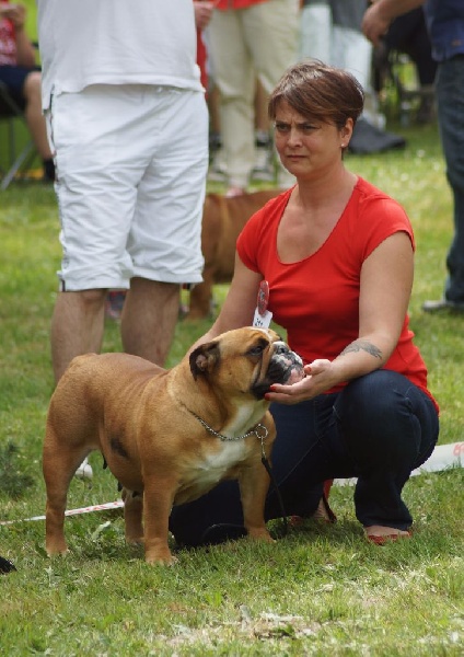 Lyvanbull's Hadel - excellent Classe Ouverte