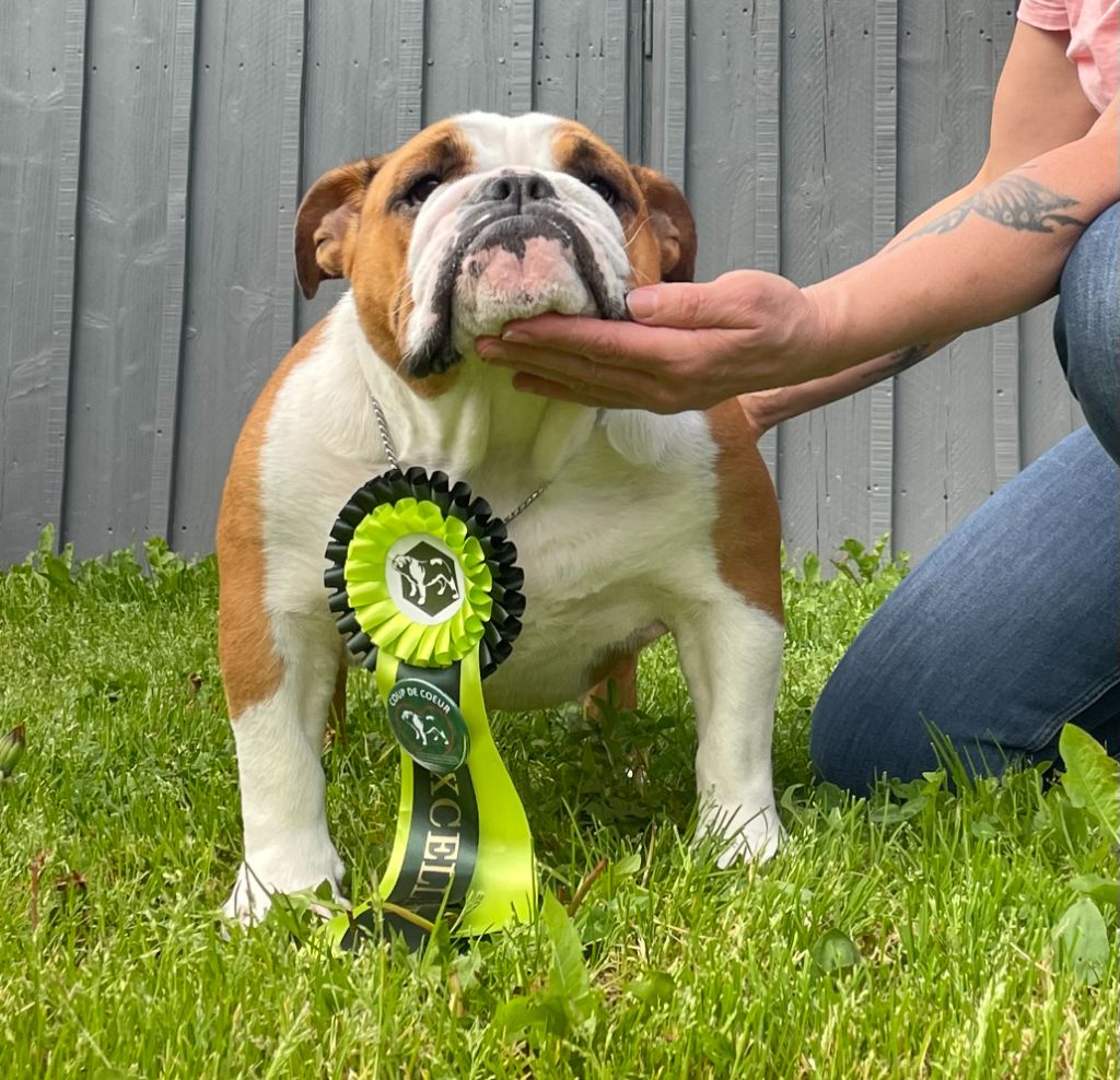 Lyvanbull's Hadel - EXCELLENT classe jeune femelle