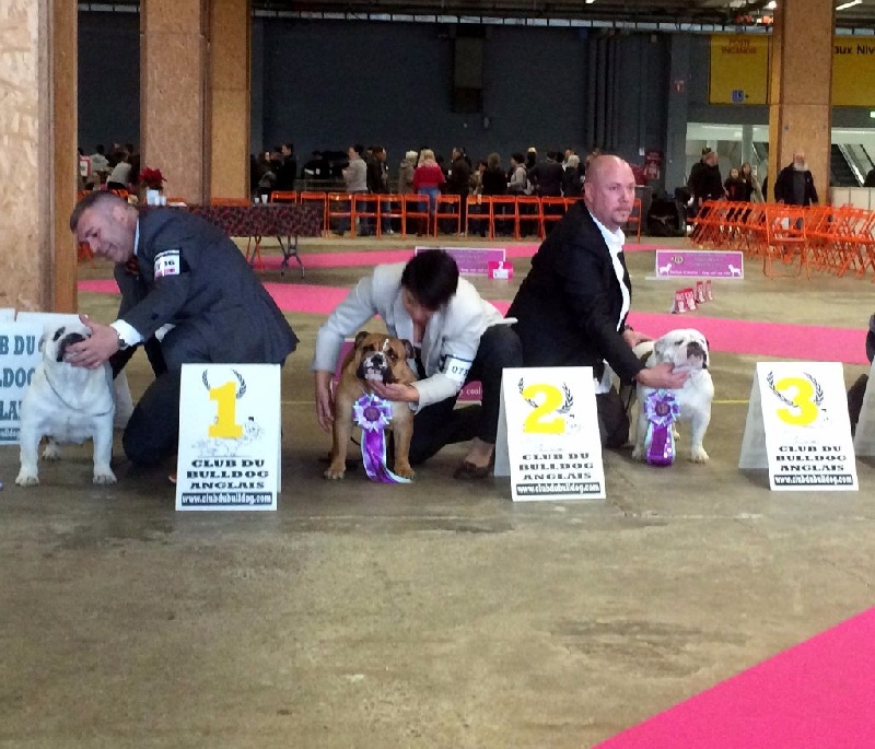 Lyvanbull's Hadel - 2 eme excellent Classe Ouverte Femelle