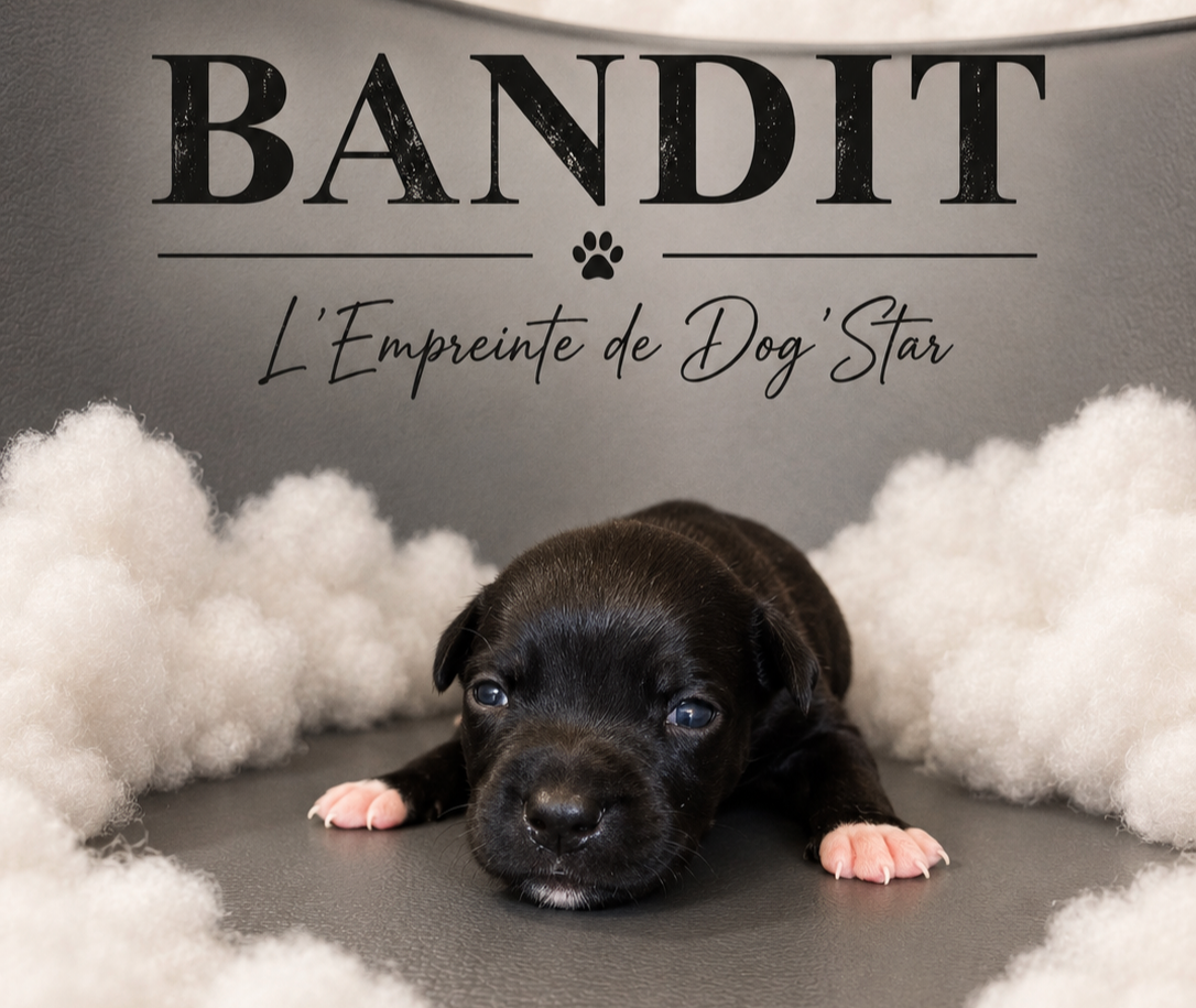 BANDIT De L'Empreinte de Dog'Star