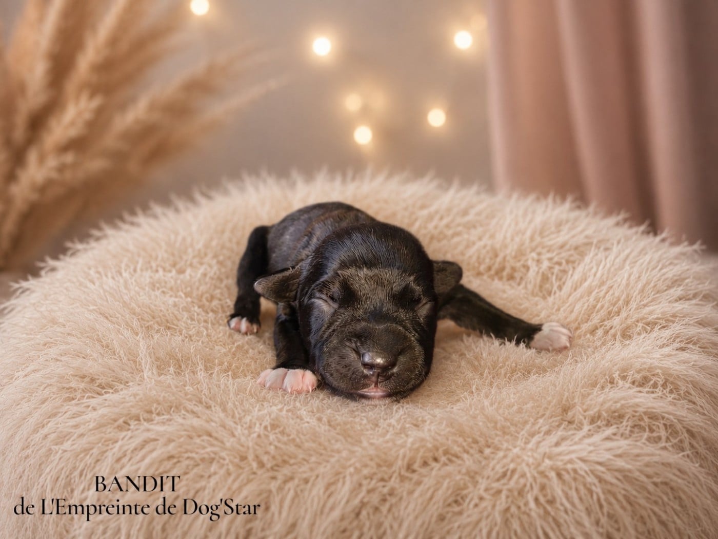 BANDIT De L'Empreinte de Dog'Star