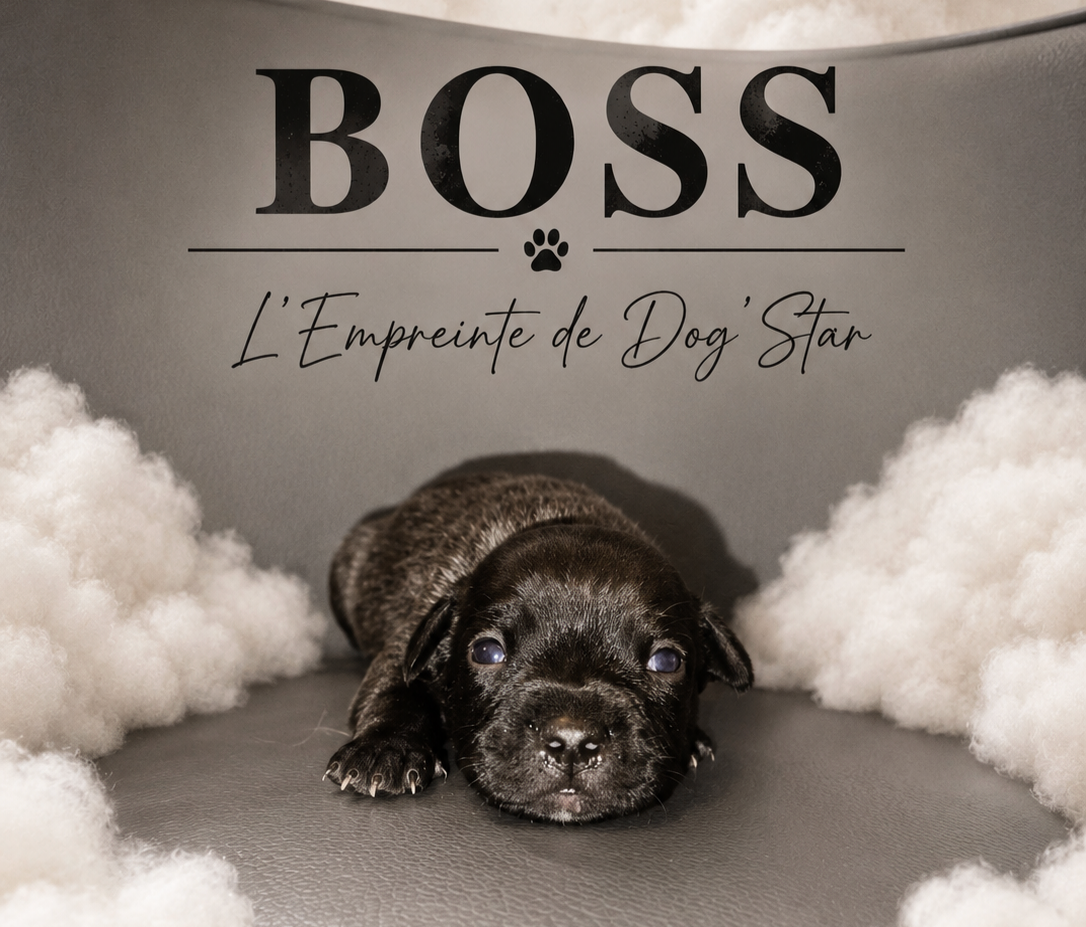 BOSS De L'Empreinte de Dog'Star