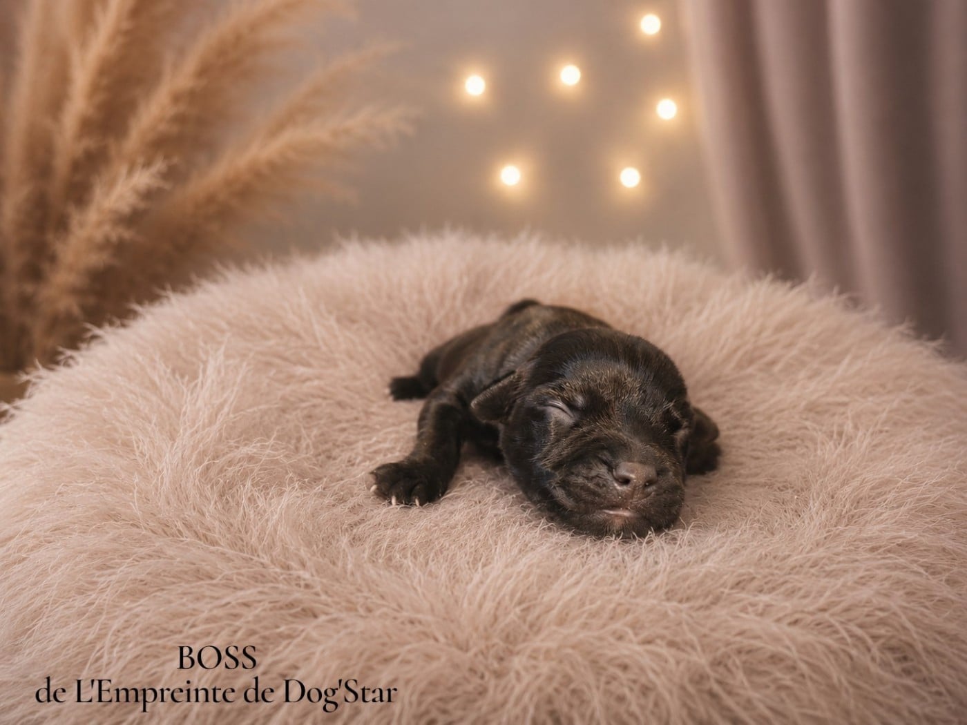 BOSS De L'Empreinte de Dog'Star