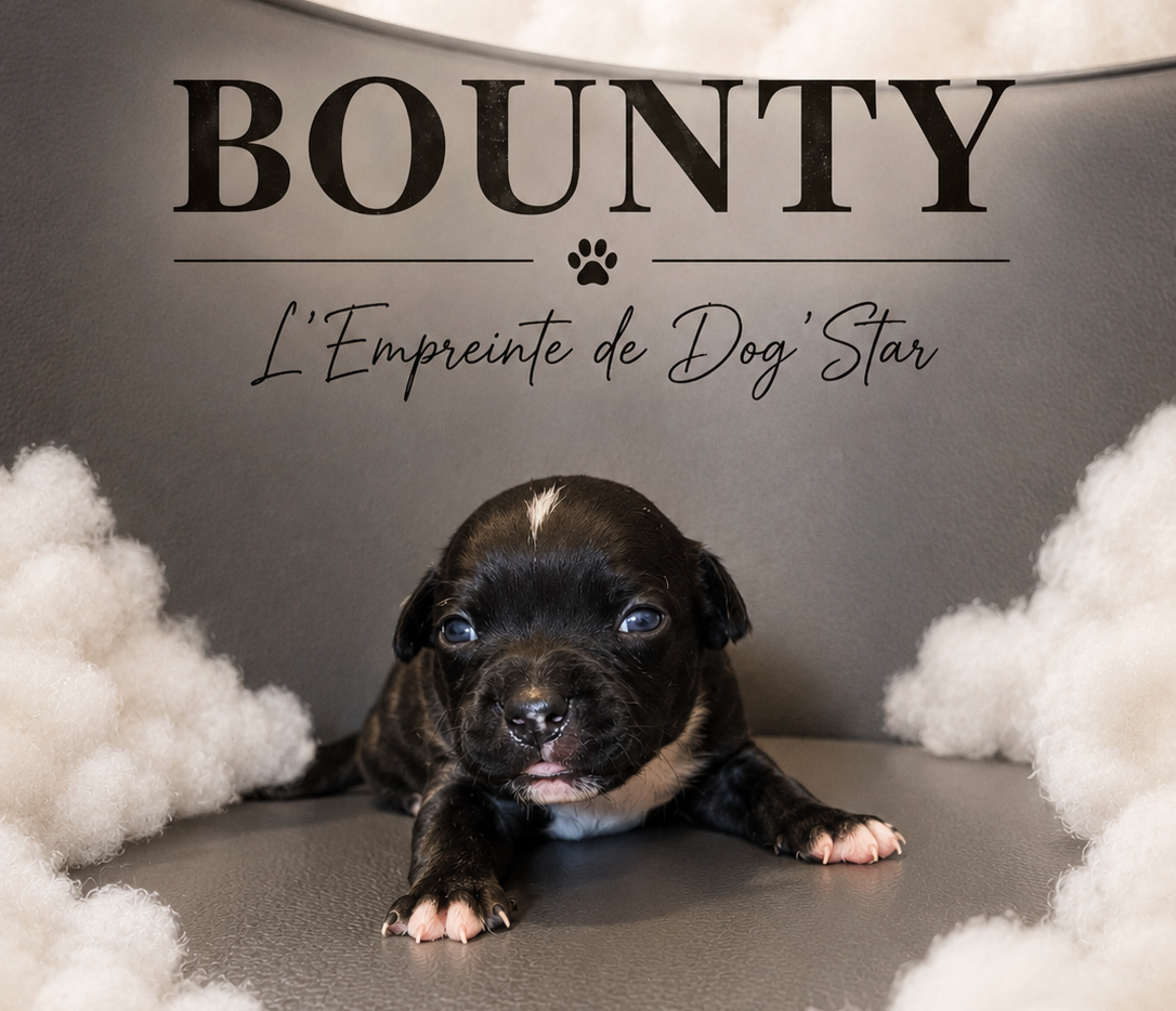 BOUNTY De L'Empreinte de Dog'Star