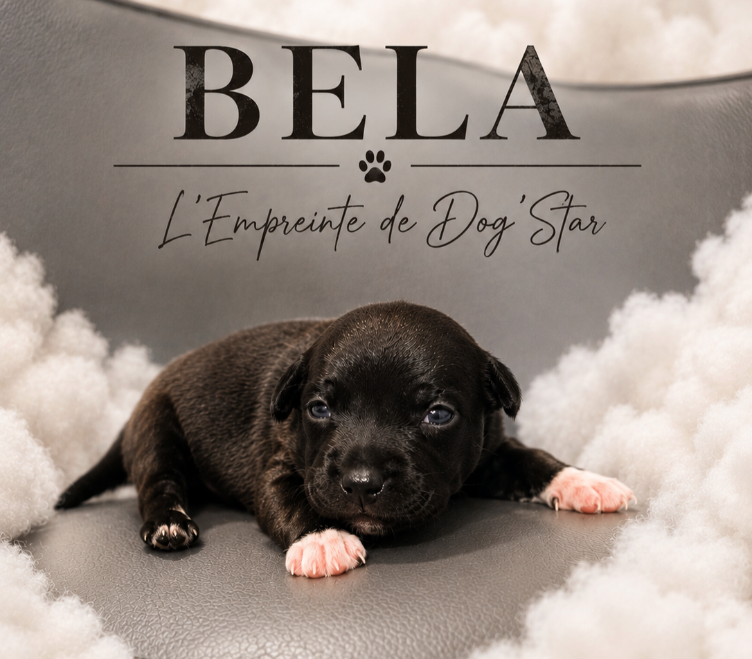 BELA De L'Empreinte de Dog'Star