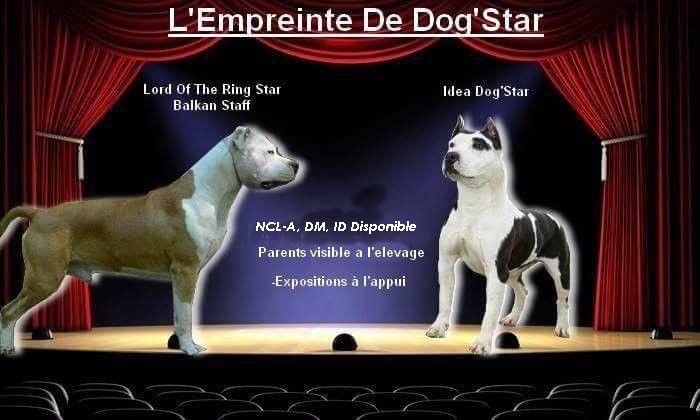 chiot American Staffordshire Terrier De L'Empreinte De Dog'star