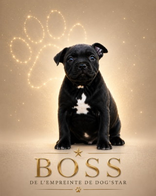 Les chiots de Staffordshire Bull Terrier