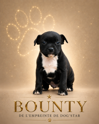 Les chiots de Staffordshire Bull Terrier