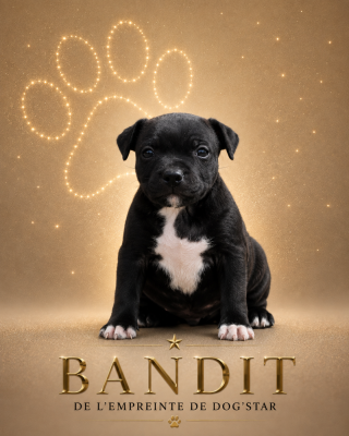 Les chiots de Staffordshire Bull Terrier