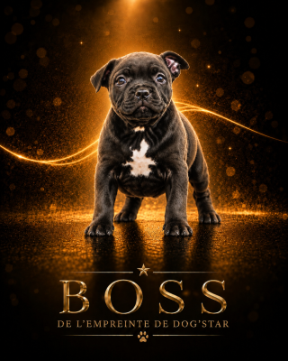 Les chiots de Staffordshire Bull Terrier
