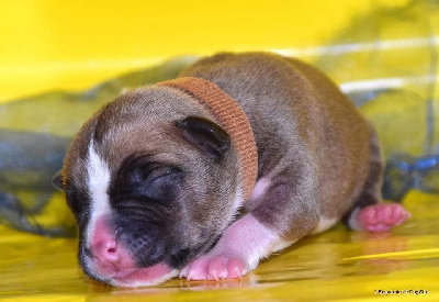 Les chiots de American Staffordshire Terrier