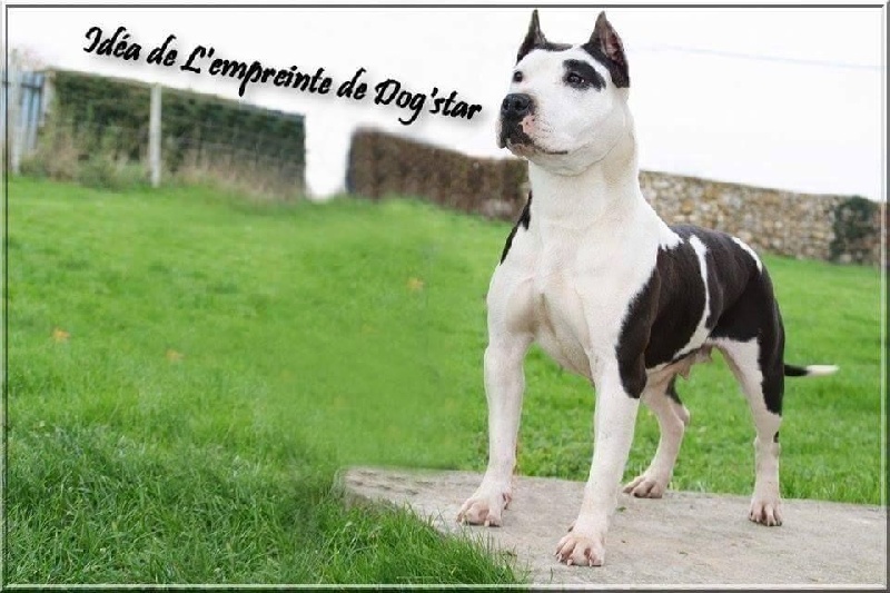 Idéa (Sans Affixe) - Prometteur