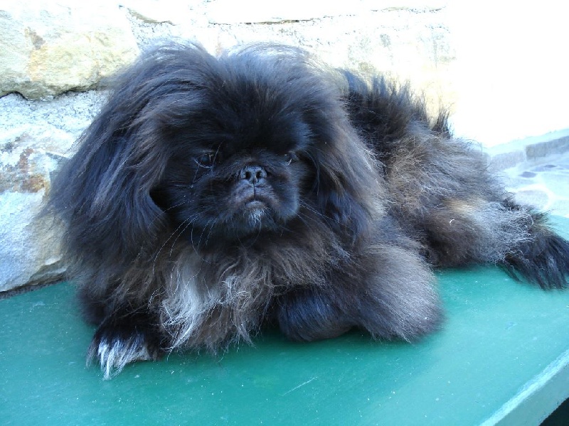 CH. Akasha Vom Kaiser-Palais