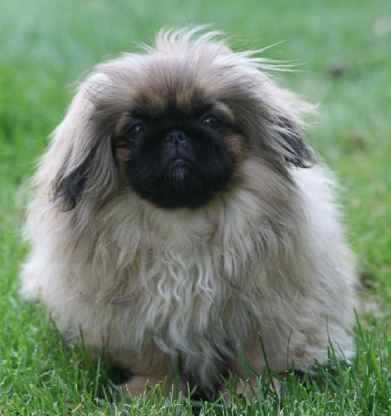 Chi chi baronessa Vom Kaiser-Palais