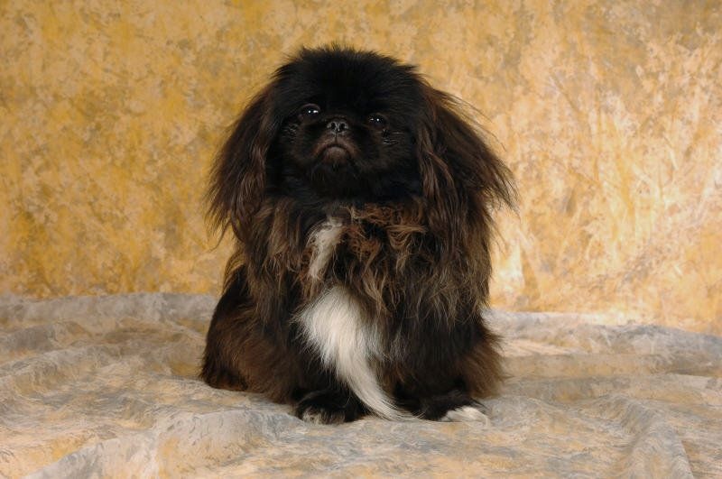 CH. Akasha Vom Kaiser-Palais