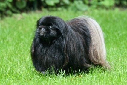 CH. Akasha Vom Kaiser-Palais