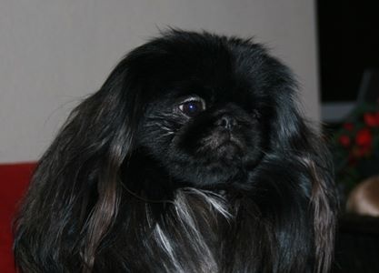 CH. Akasha Vom Kaiser-Palais