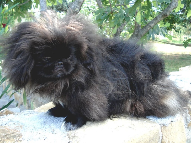 CH. Akasha Vom Kaiser-Palais