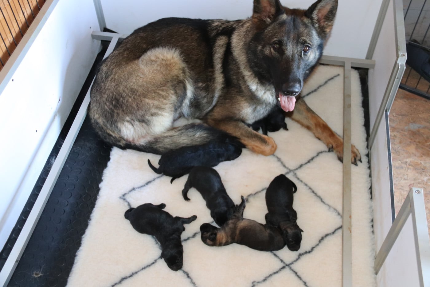 Chiot N°1 - Berger Allemand