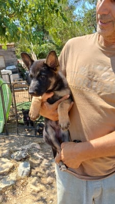 Les chiots de Berger Allemand