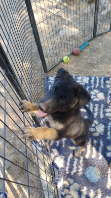 Les chiots de Berger Allemand
