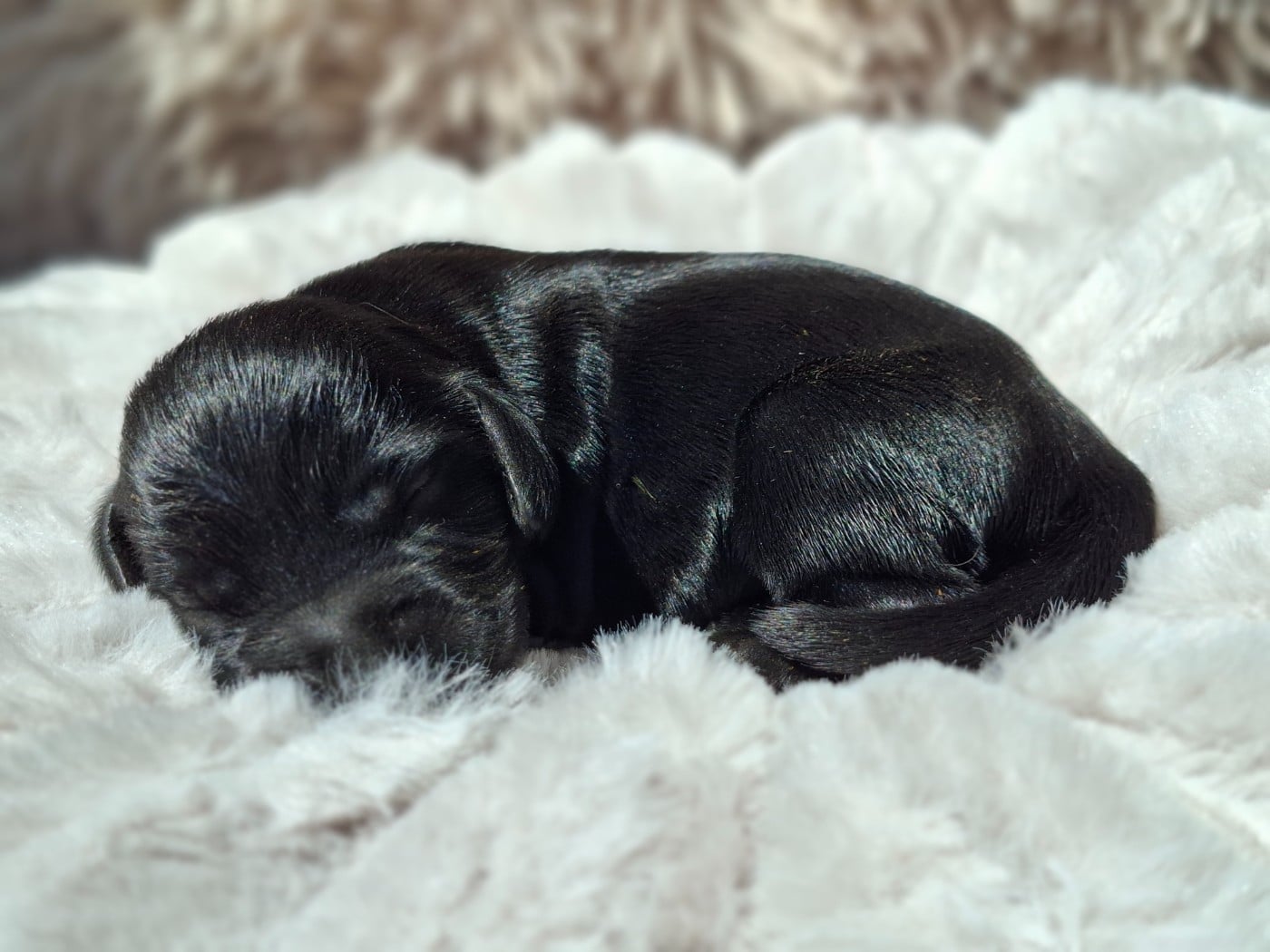 Chiot N°1 - Cocker Spaniel Anglais