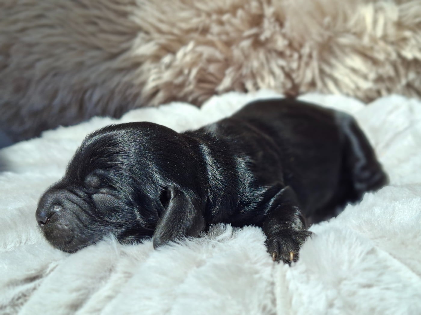 Chiot N°3 - Cocker Spaniel Anglais