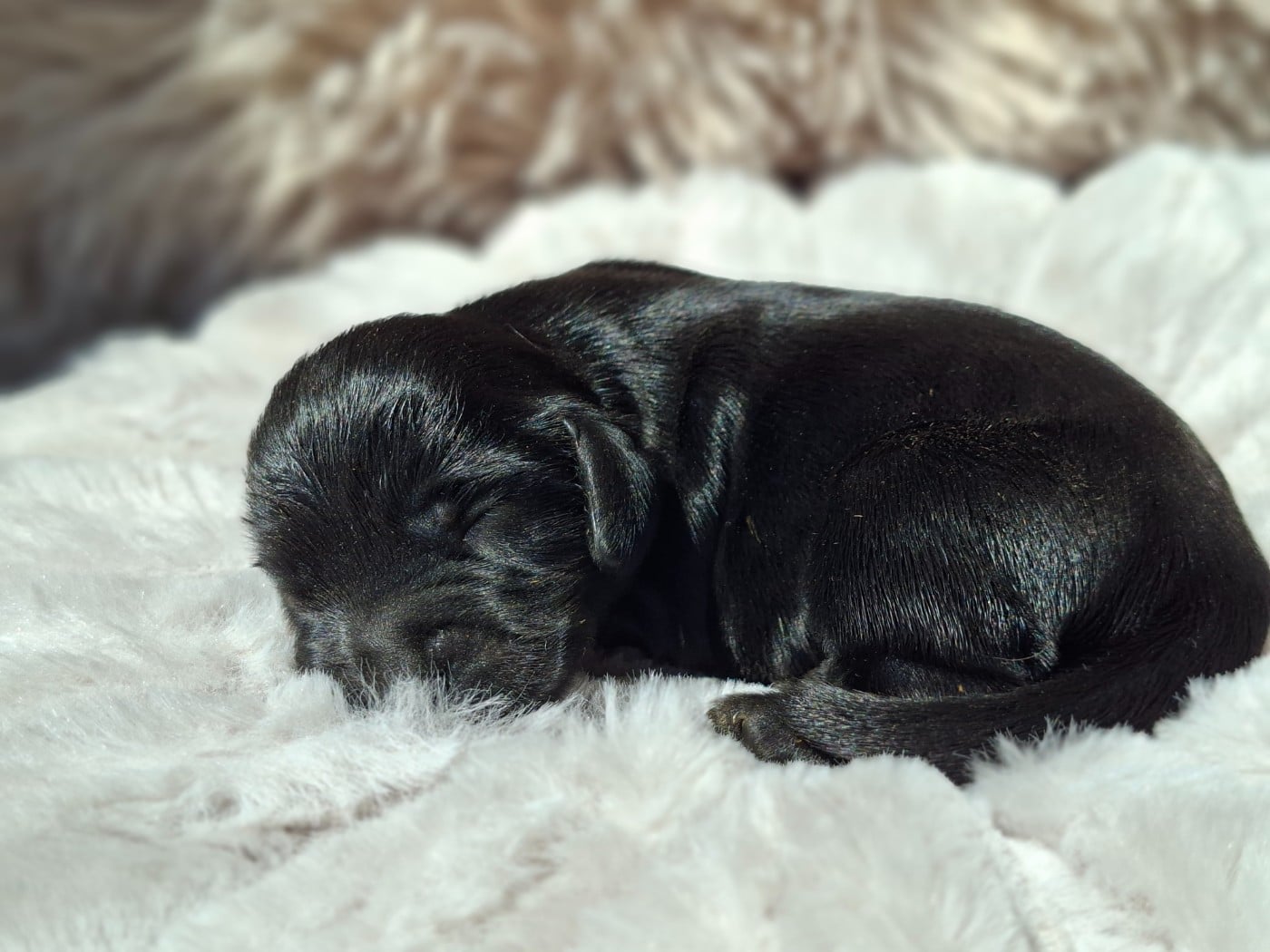 Chiot N°4 - Cocker Spaniel Anglais