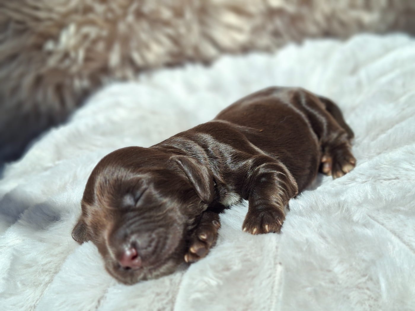 Chiot N°5 - Cocker Spaniel Anglais