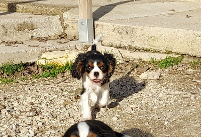 Les chiots de Cavalier King Charles Spaniel