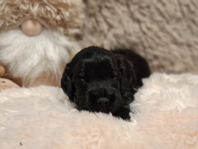 AVA - Cocker Spaniel Anglais