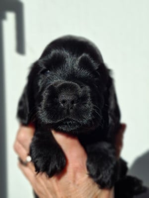 Cocker Spaniel Anglais