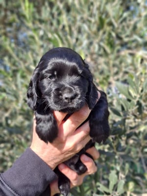 Les chiots de Cocker Spaniel Anglais