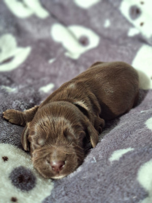 Les chiots de Cocker Spaniel Anglais