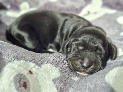 Les chiots de Cocker Spaniel Anglais