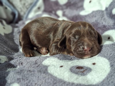 Les chiots de Cocker Spaniel Anglais