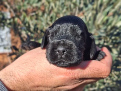 Les chiots de Cocker Spaniel Anglais