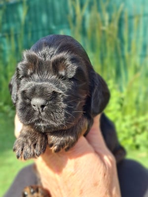 Les chiots de Cocker Spaniel Anglais