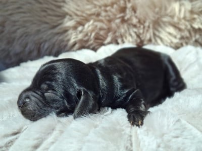 Les chiots de Cocker Spaniel Anglais