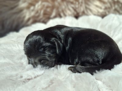 Les chiots de Cocker Spaniel Anglais