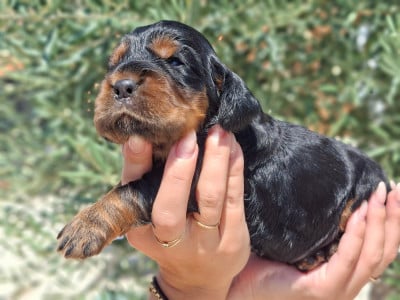 Les chiots de Cocker Spaniel Anglais